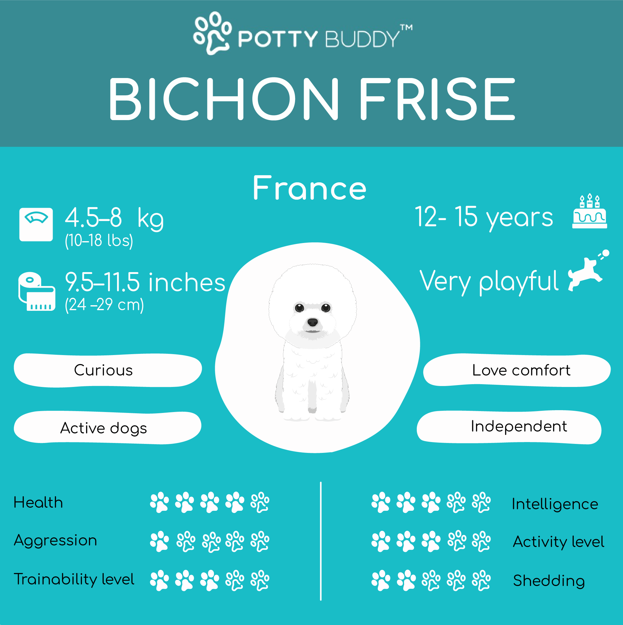 Characteristics of the Bichon Frise in One Picture