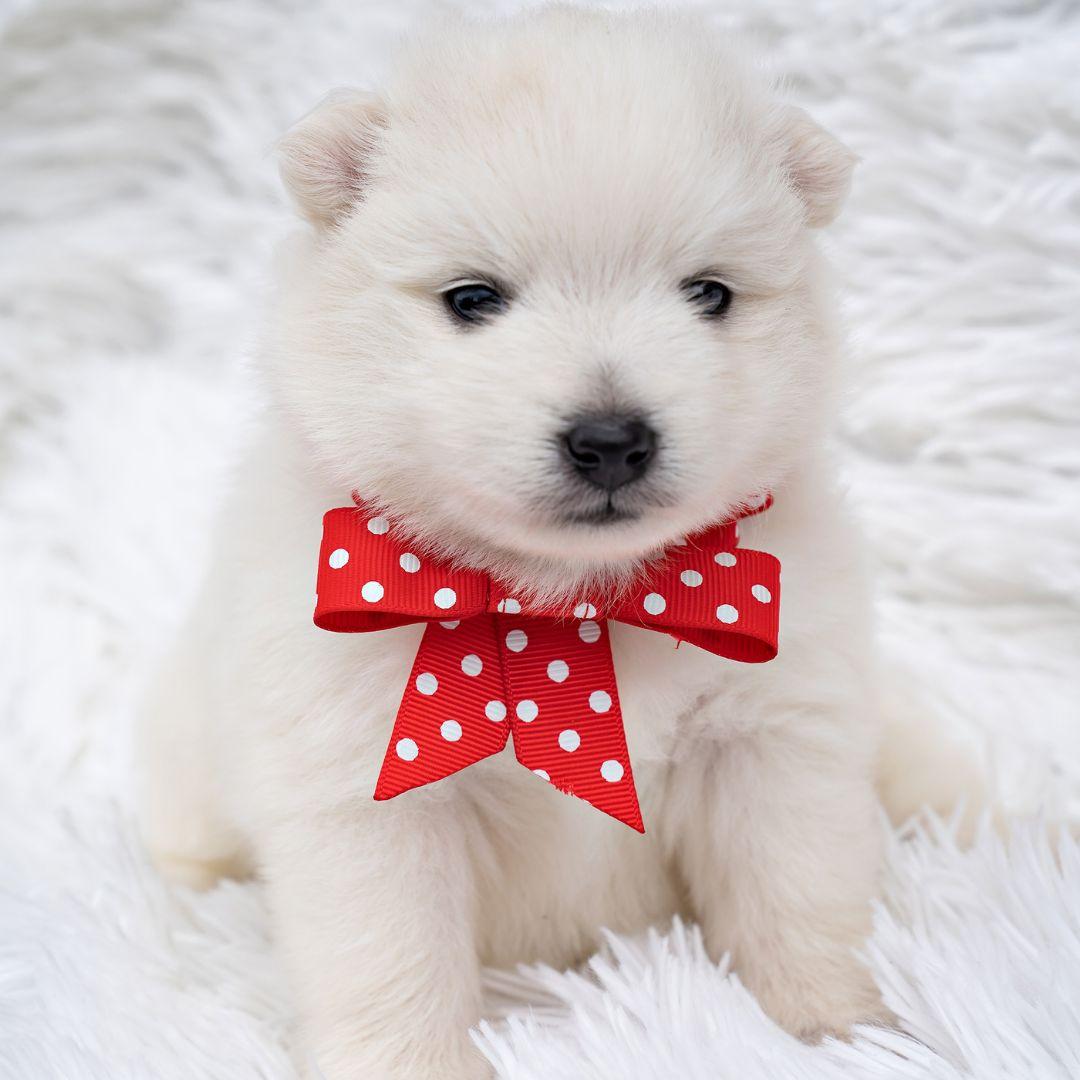 cute white Japanese spitz puppy with a red bow around the neck.