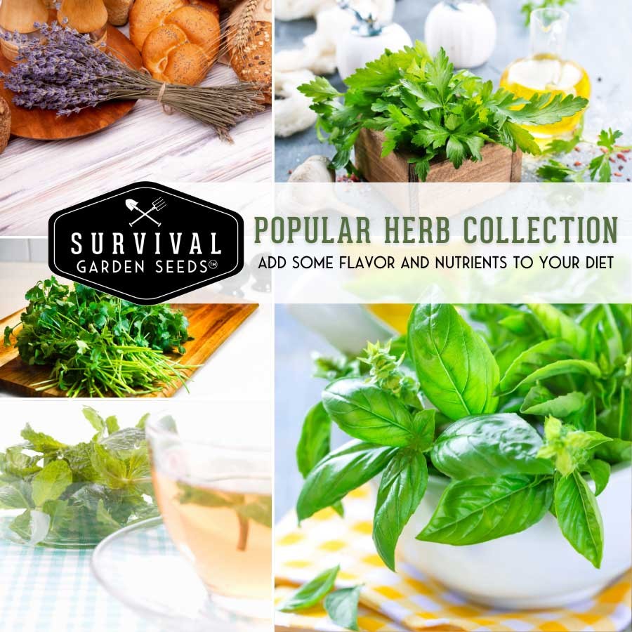 Herb Seed Collection - 5 Herb and Flower Seed Varieties for Tea