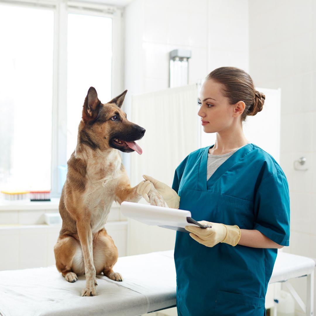 Vet holding dog paw