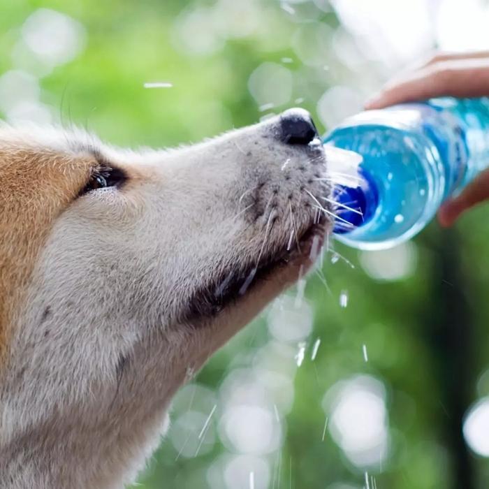 Dog looking up from pee puddle