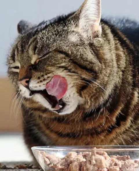 A cat yawning while eating from a bowl, showcasing its playful and relaxed demeanor during mealtime.