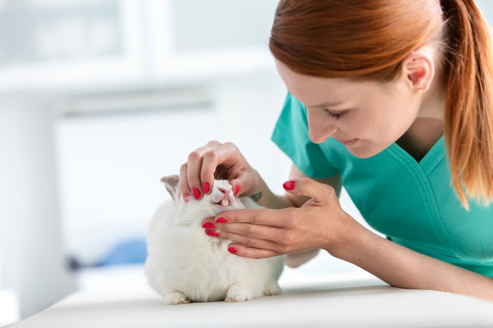 vet checking rabbit teeth