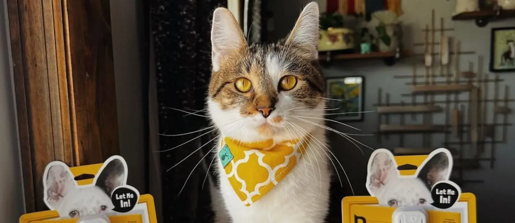 A cat wearing a yellow bandana sits on a table beside a door buddy strap, looking curiously at the camera.