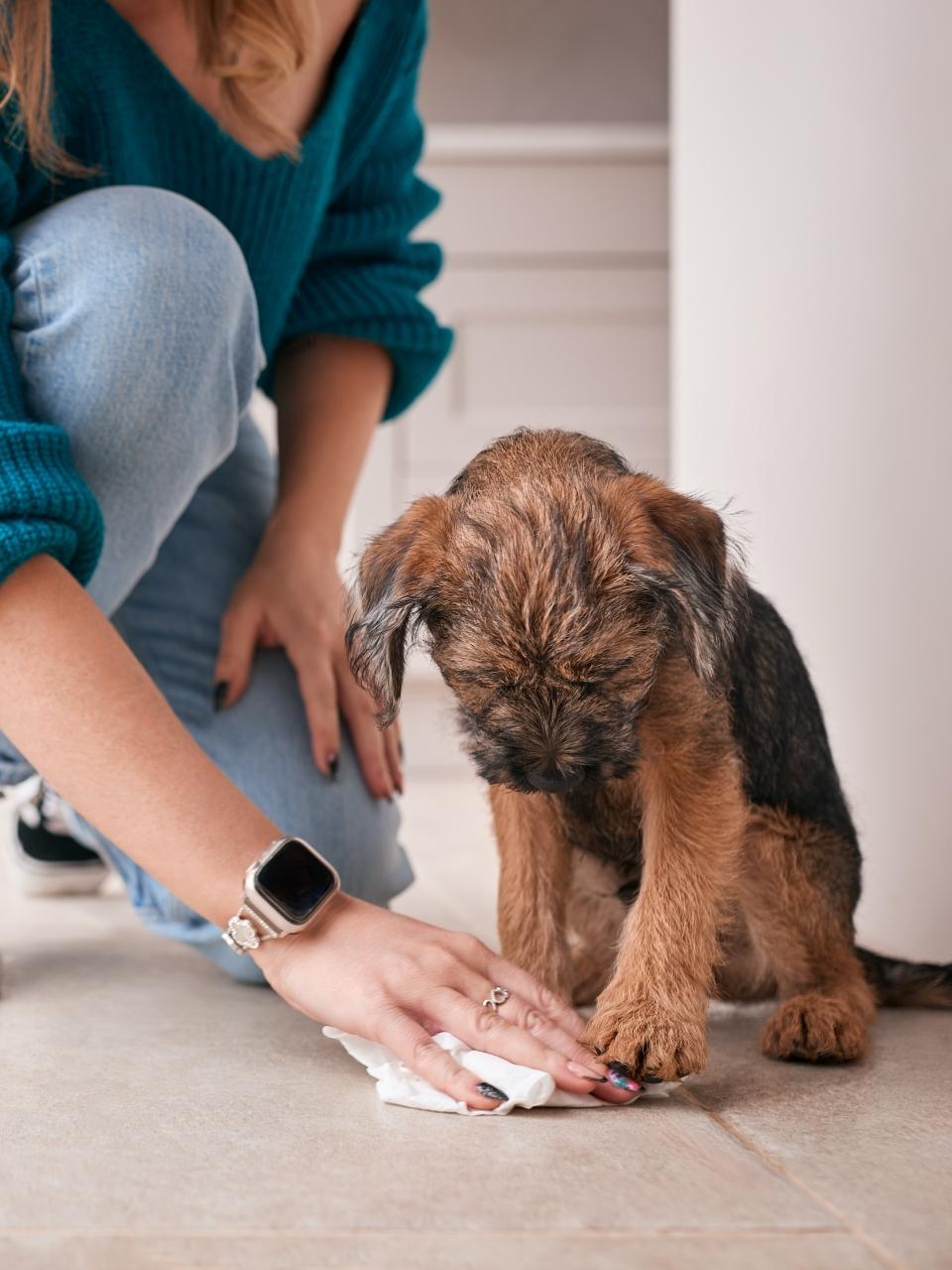 Close Up Of Female Owner Cleaning Up Whilst Toilet Or House Training Border Terrier Puppy At Home