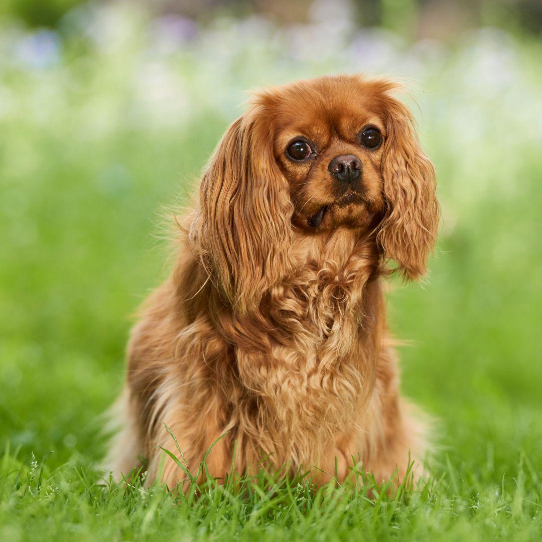 cavalier king charles spaniel dog