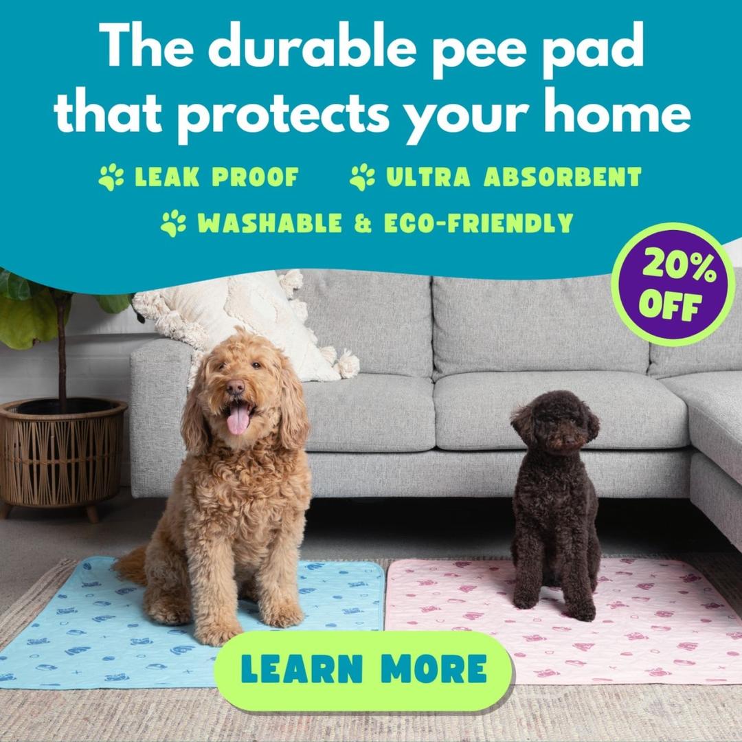 How to Train an Older Dog to Use Pee Pads Potty Buddy Potty Buddy™