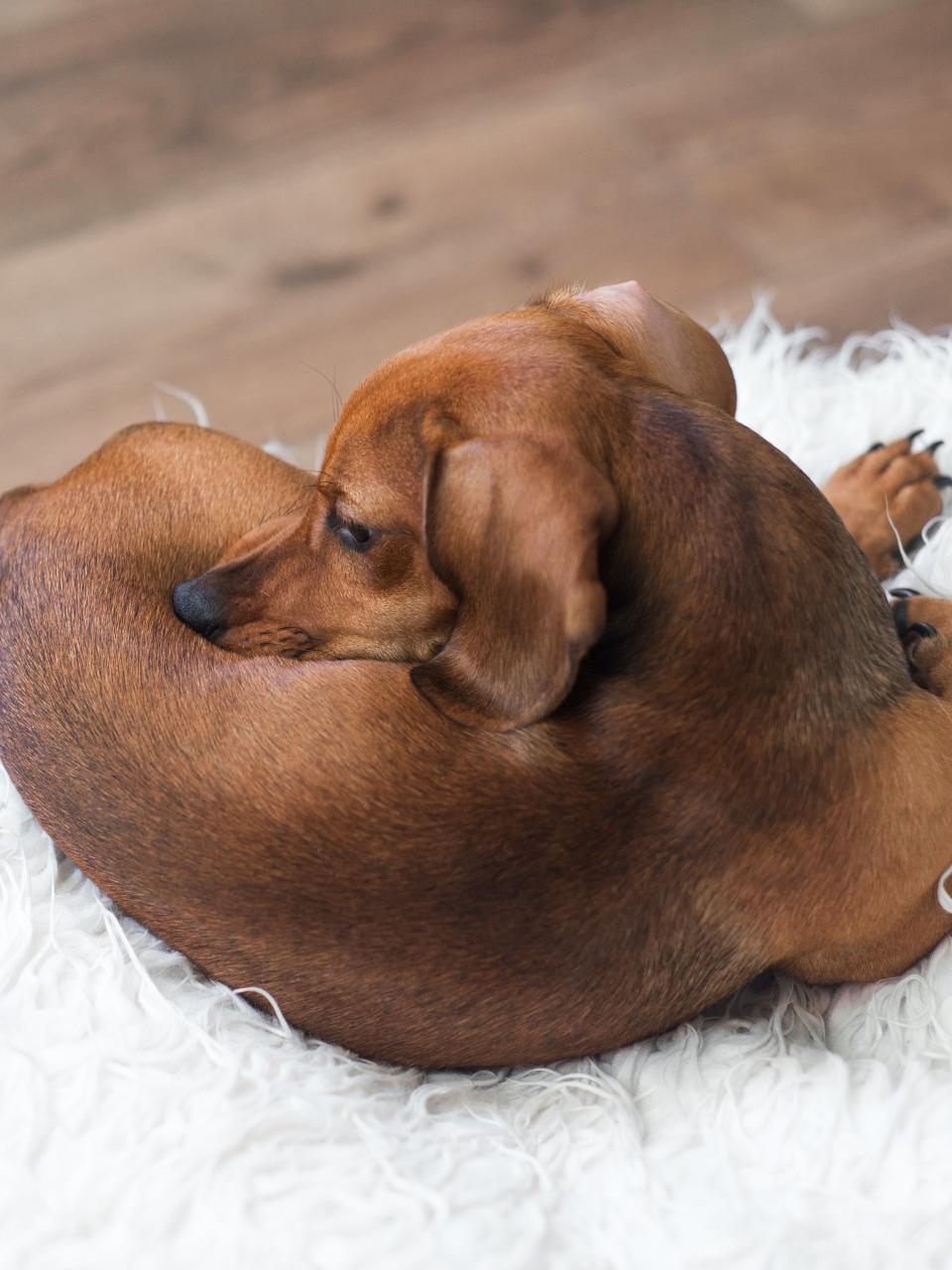 Adorable dachshund puppy in dogs bed.