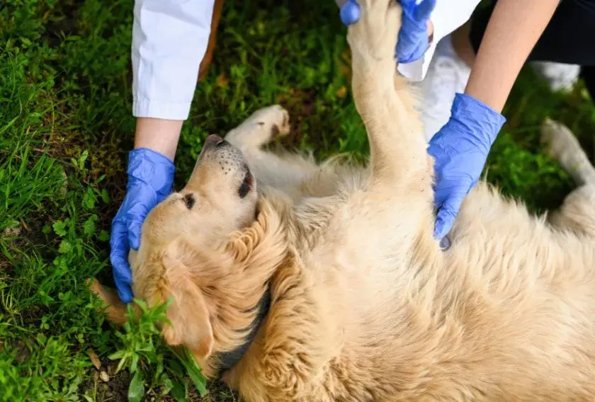 A person in blue gloves gently pets a dog showing signs of heatstroke, providing comfort and care.