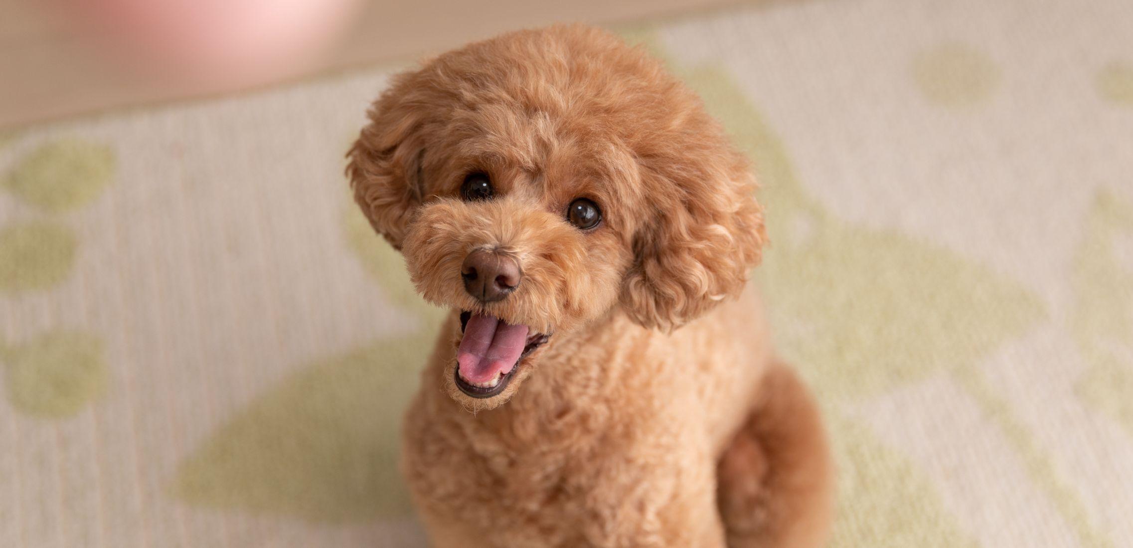 Toy Poodle looking up at camera