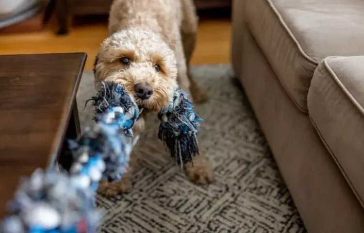 tug of war with dog