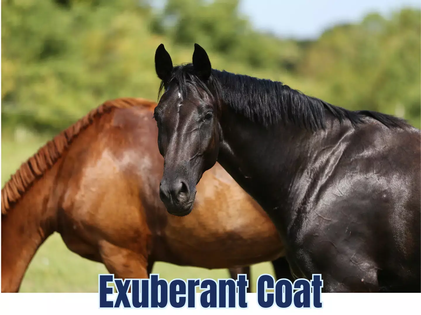 Selvita Equine Exuberant Coat