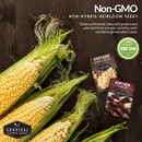 Non-gmo non-hybrid heirloom dwarf corn seeds