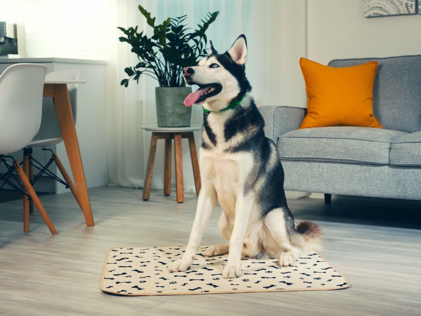 A husky dog sitting on a reusable pee pad in a living room