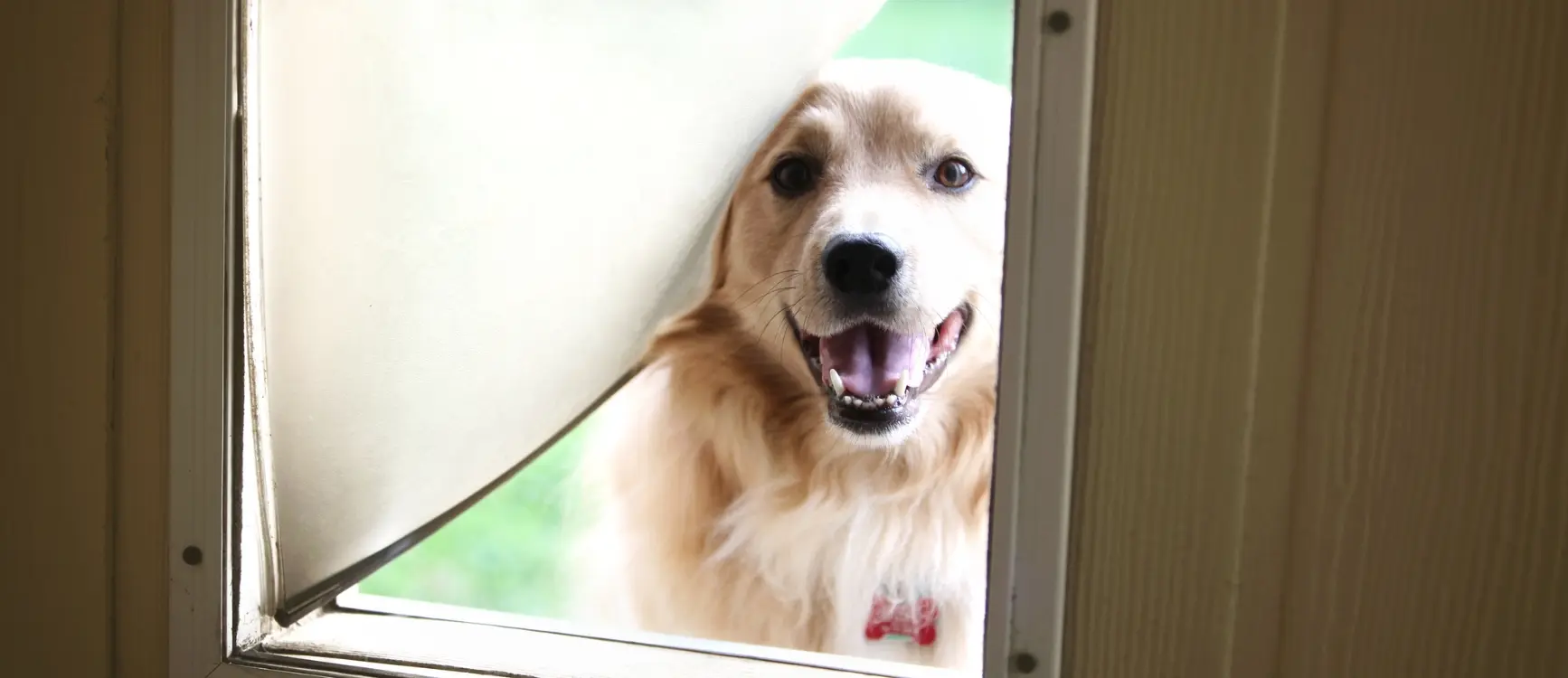 A dog looking through a DOG DOOR, raising questions about the safety of dog doors.