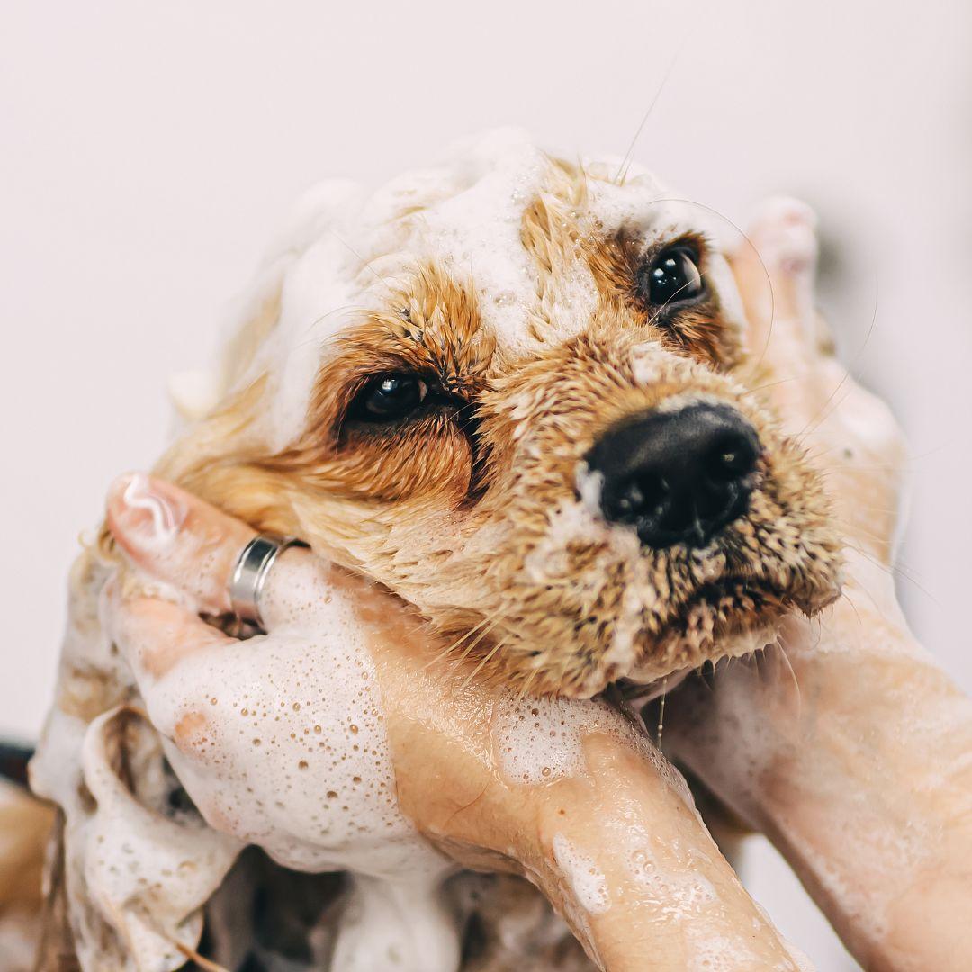 Spaniel being bathed