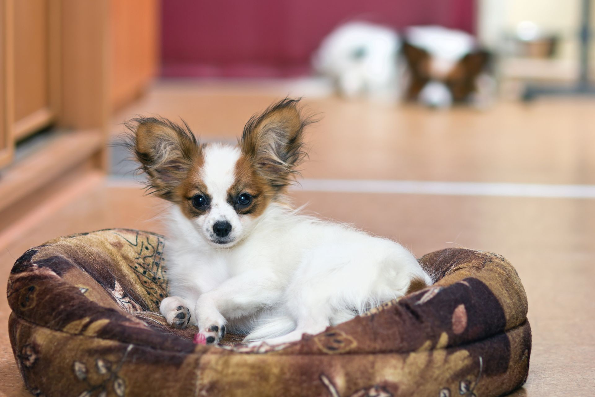 Papillon puppy in bed