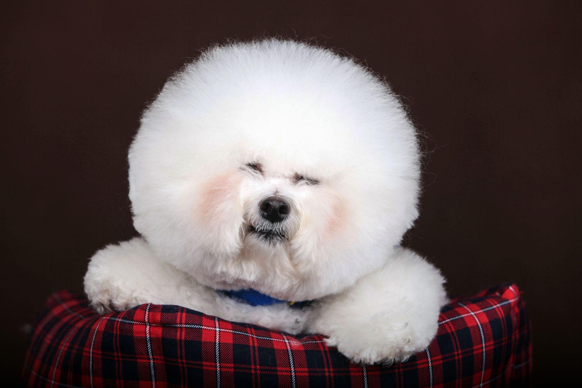 white Bichon Frise dog