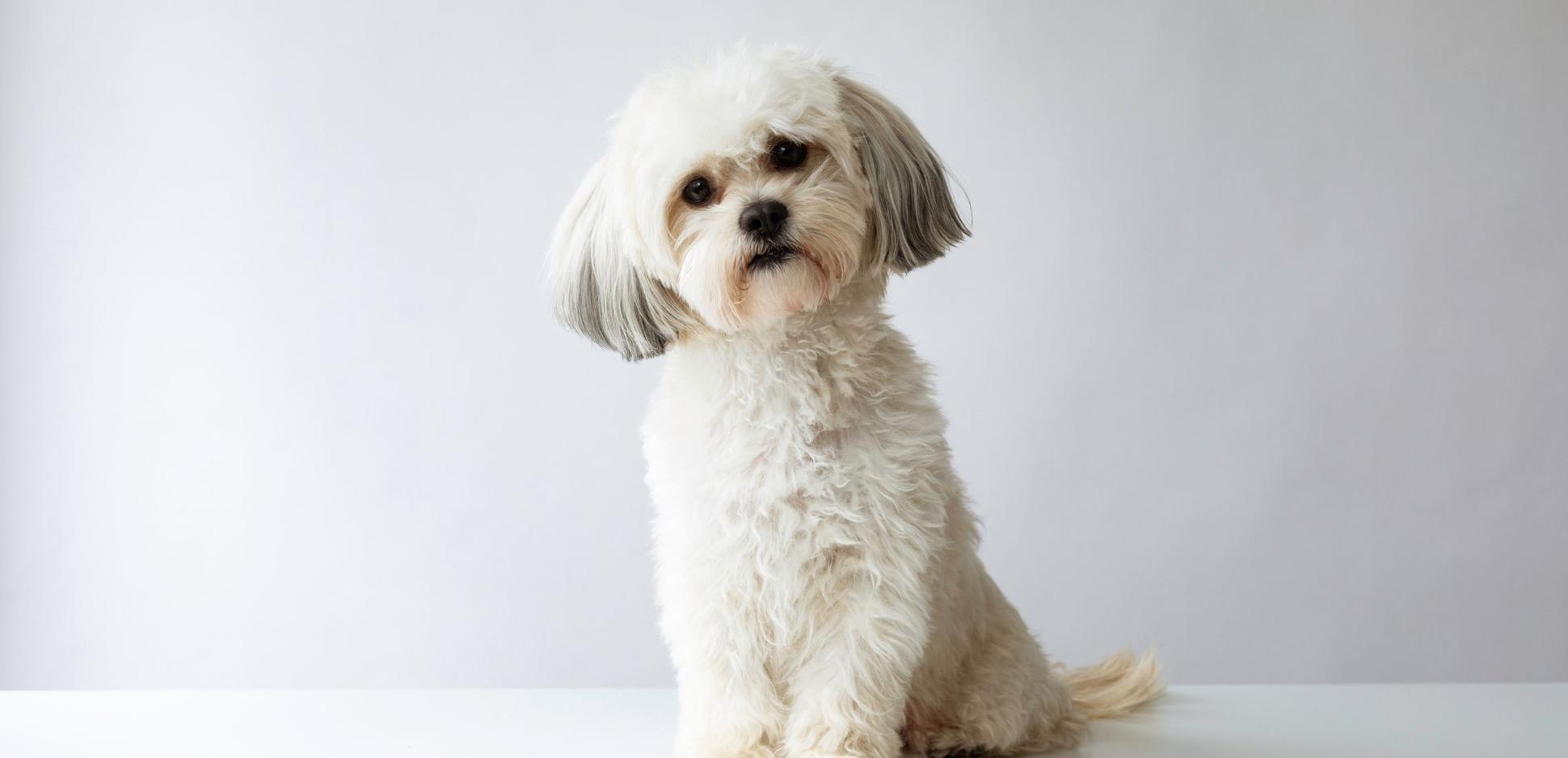 Shih Tzu Dog Breed Information: Temperament & Traits | Potty Buddy ...