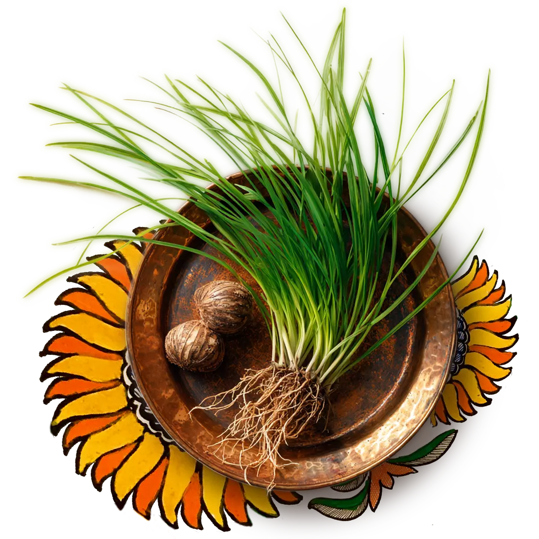 Nut Grass