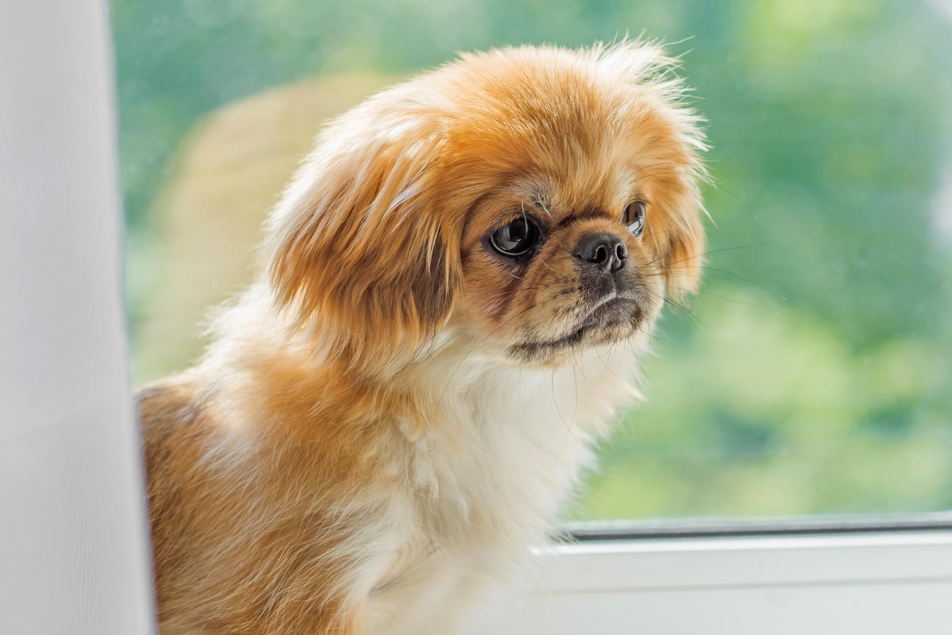 Pekingese dog