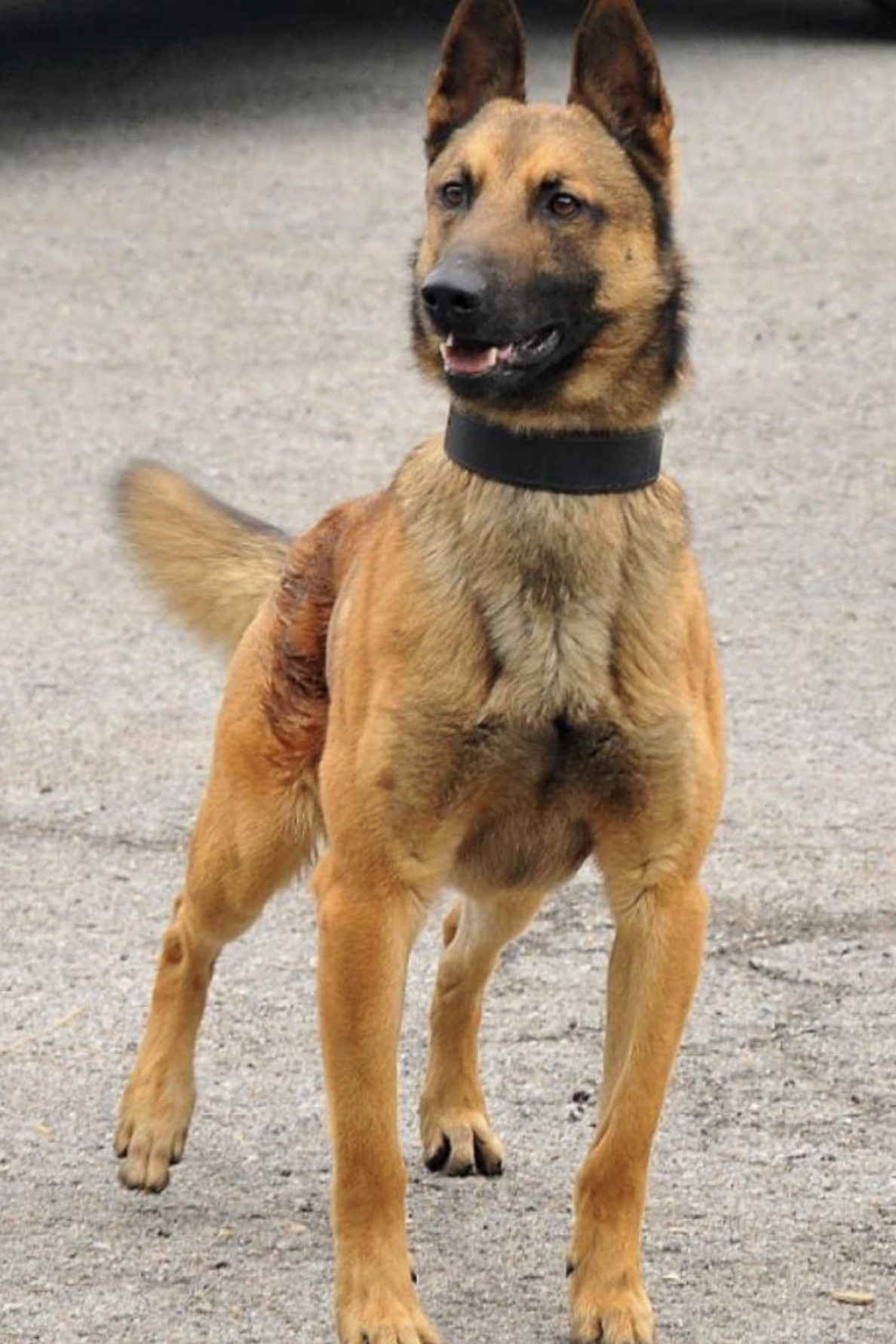 k9 rush