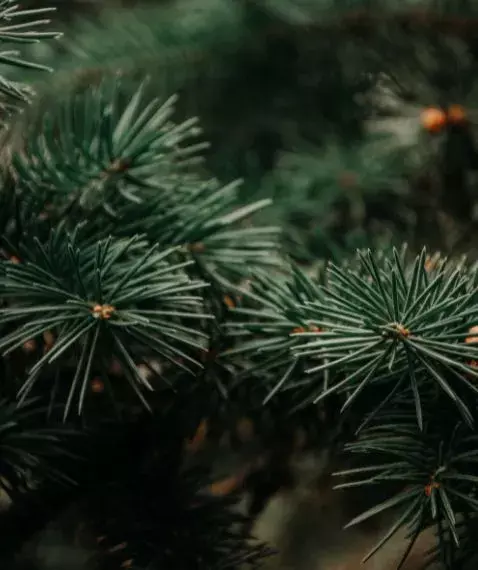 christmas tree safety for pets