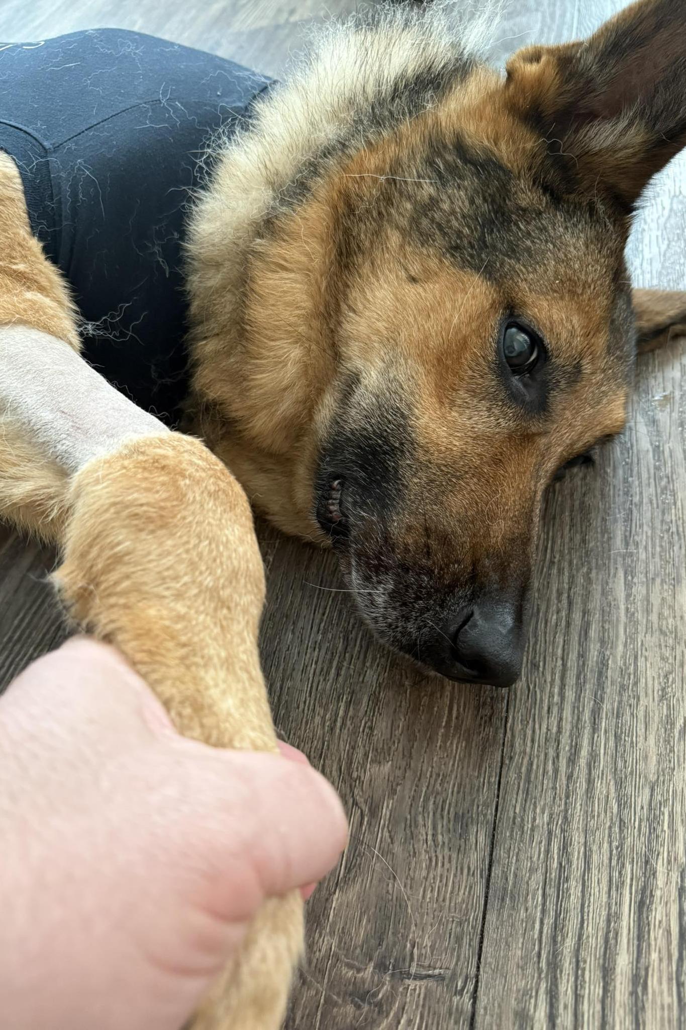 k9 tambo