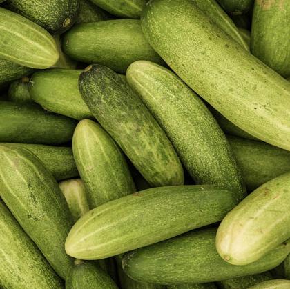 Pile of fresh green cucumbers with smooth, firm skin.