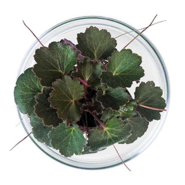STRAWBERRY BEGONIA ROOT EXTRACT