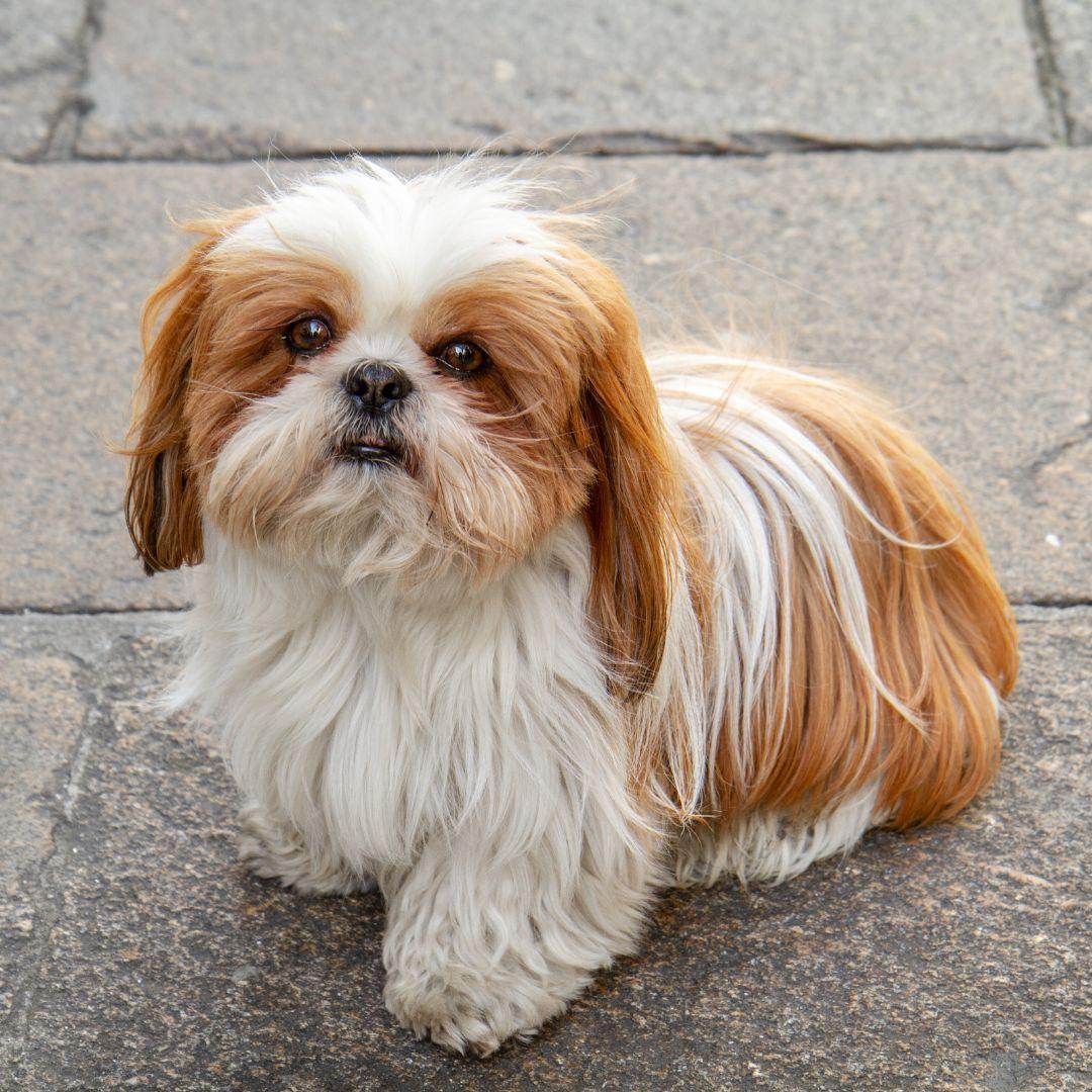 Shih Tzu puppy