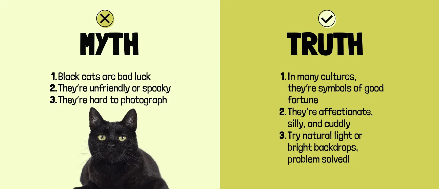 A poster displaying the words "Myth" and "Truth" for black cats in bold typography, contrasting themes of belief and reality.