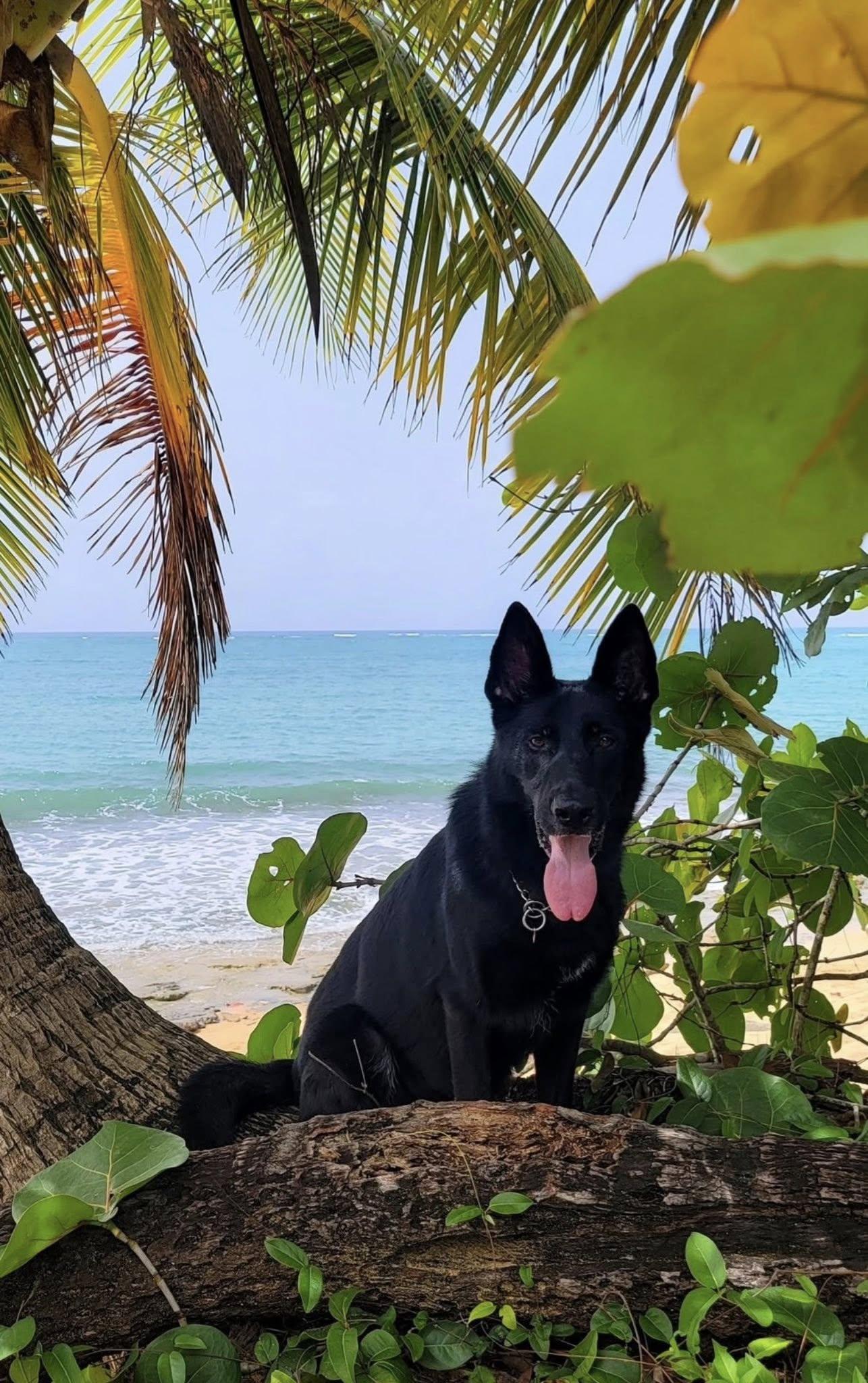 k9 brock
