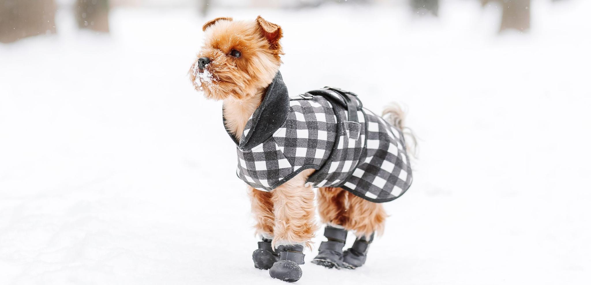 Do Dogs Need Boots For Snow and Cold Weather? Potty Buddy Potty Buddy™