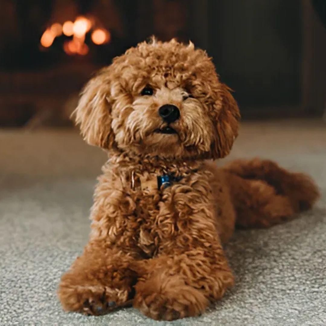 Miniature Poodle puppy