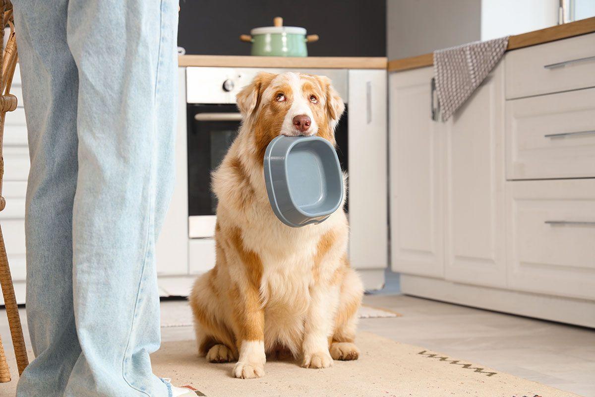 Food-Inspired Dog Names