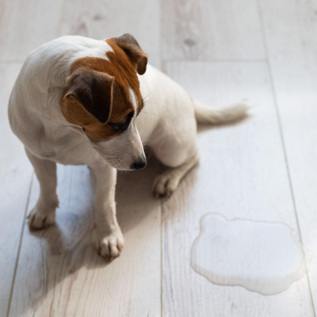 My Dog Won’t Pee on the Pad Anymore What to Do Now to Fix It Potty