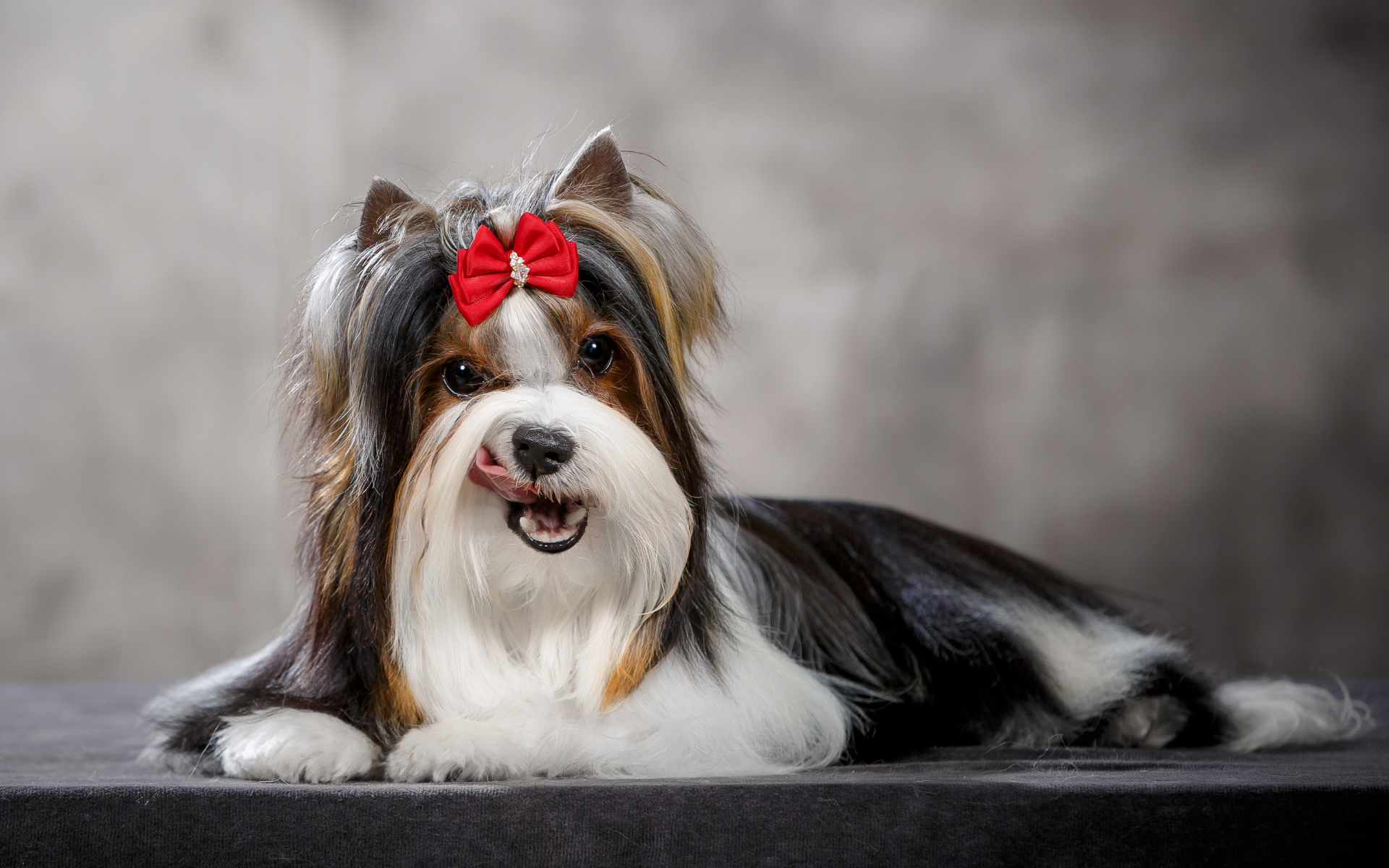 Portrait of Biewer Terrier dog
