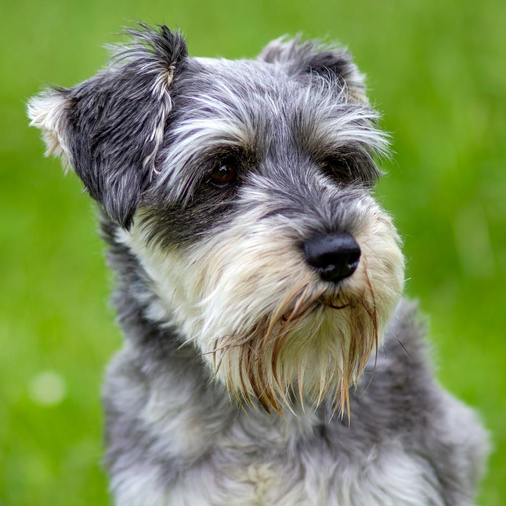 Miniature Schnauzer