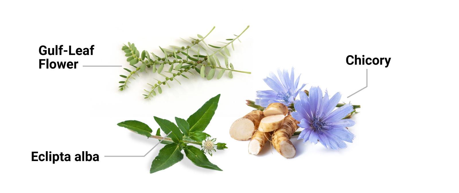 gulf leaf flower and chichory