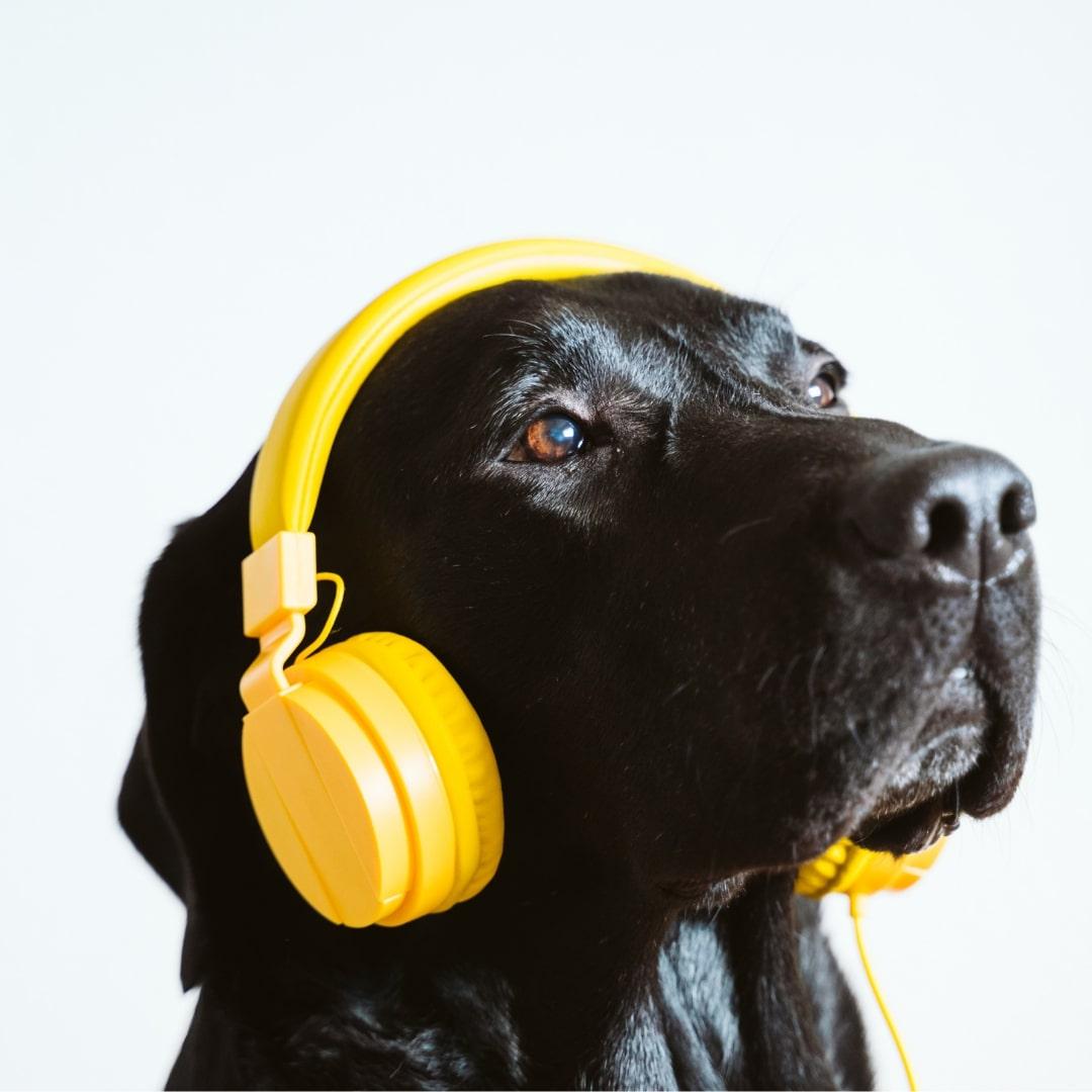 Black dog wearing a yellow headset