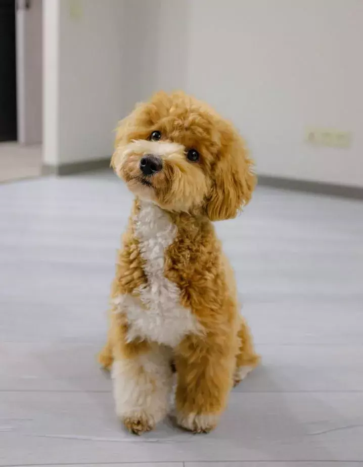 pet-friendly home