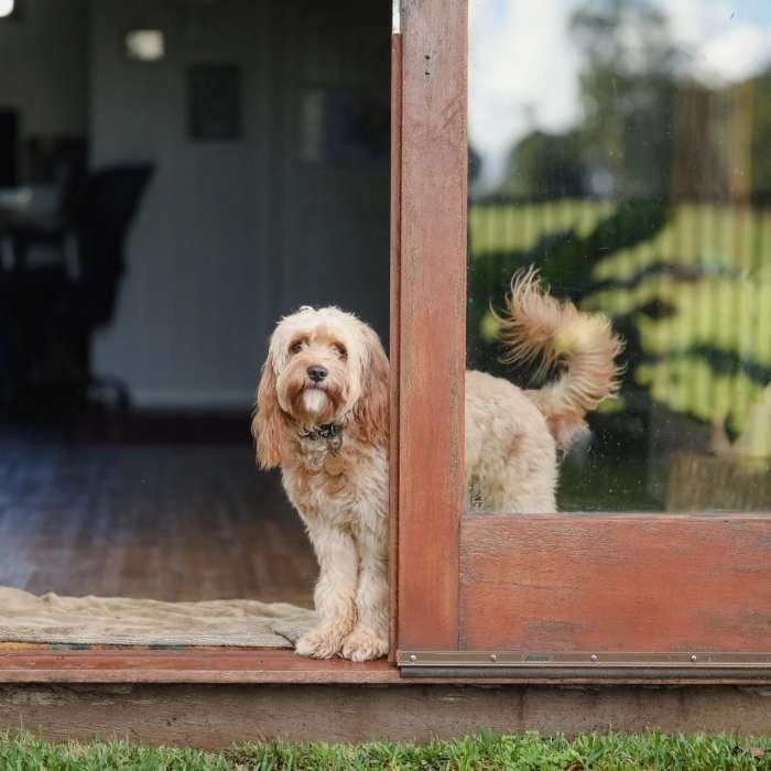 Dog looking outdoors from doorway