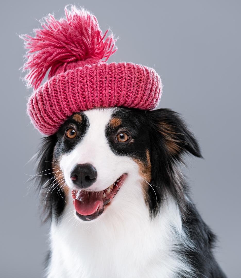 young-female-australian-shepherd-dog