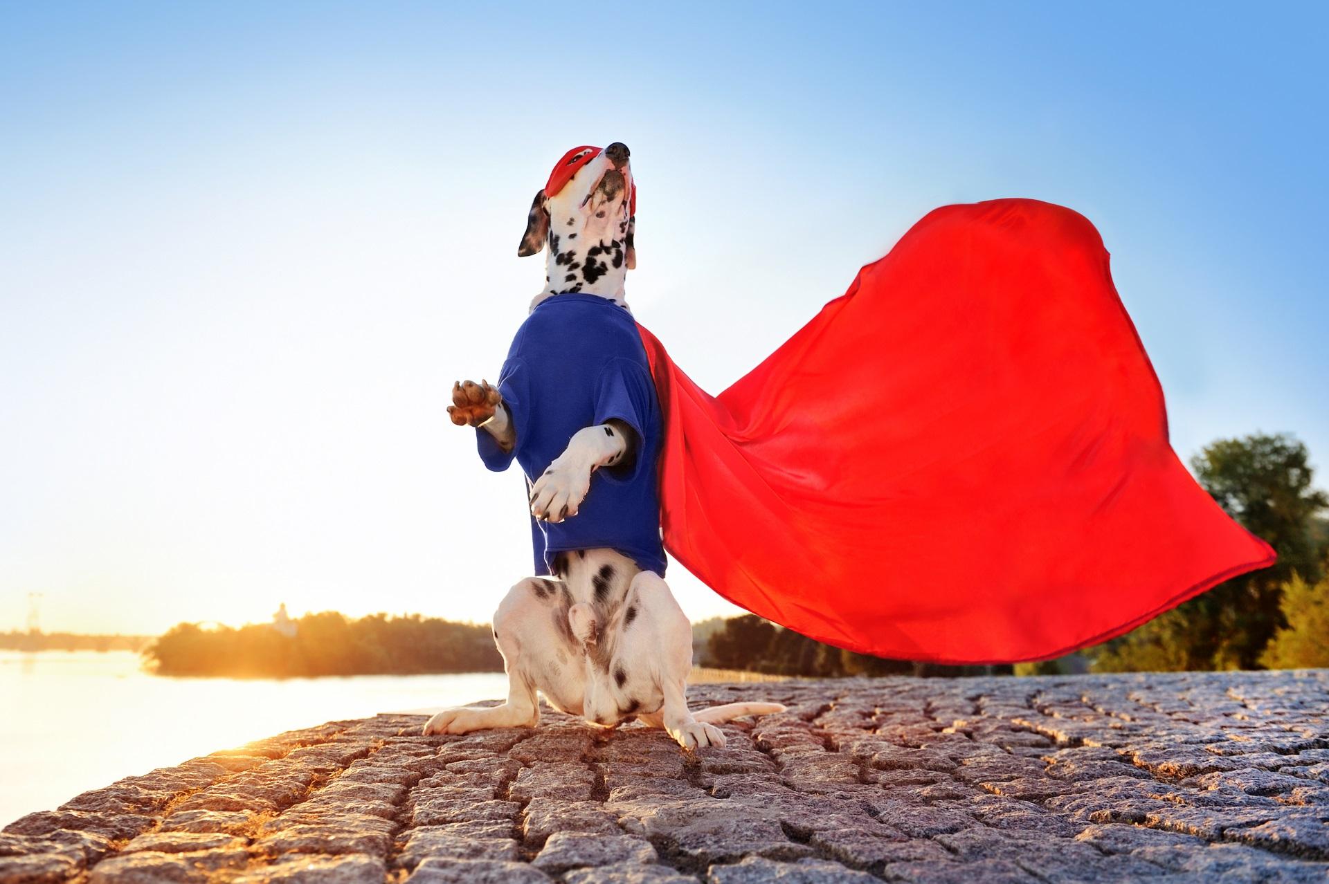 Dog in superhero costume sitting on hind legs