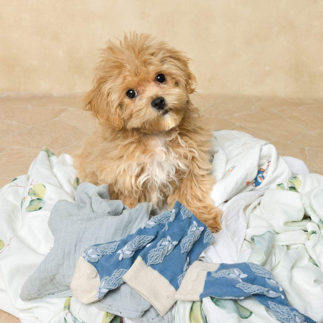 Naughty maltipoo puppy on laundry day