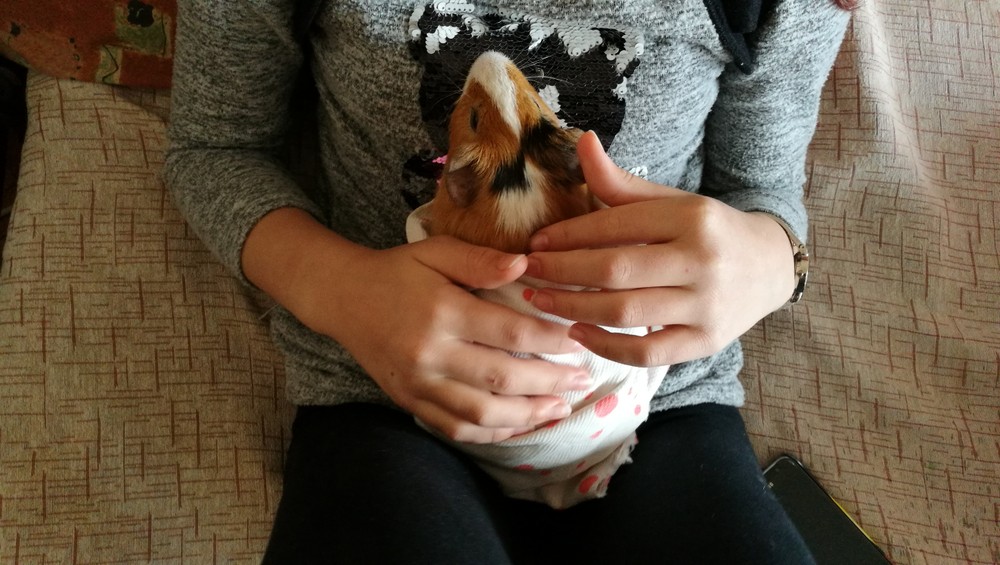 guinea pig on lap