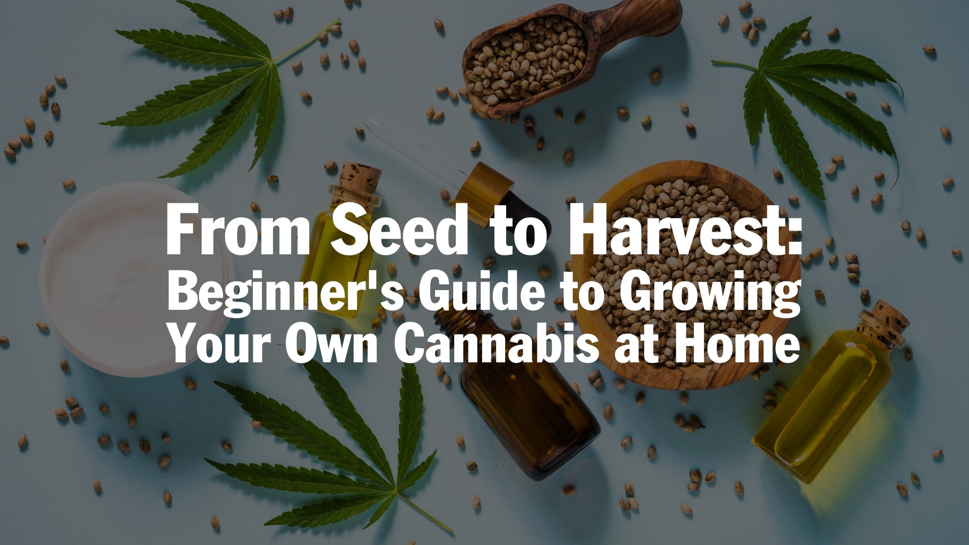 From Seed to Harvest: A Beginner's Guide to Growing Your Own Cannabis at Home