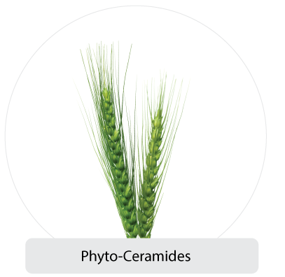 icon for phyto-ceramides