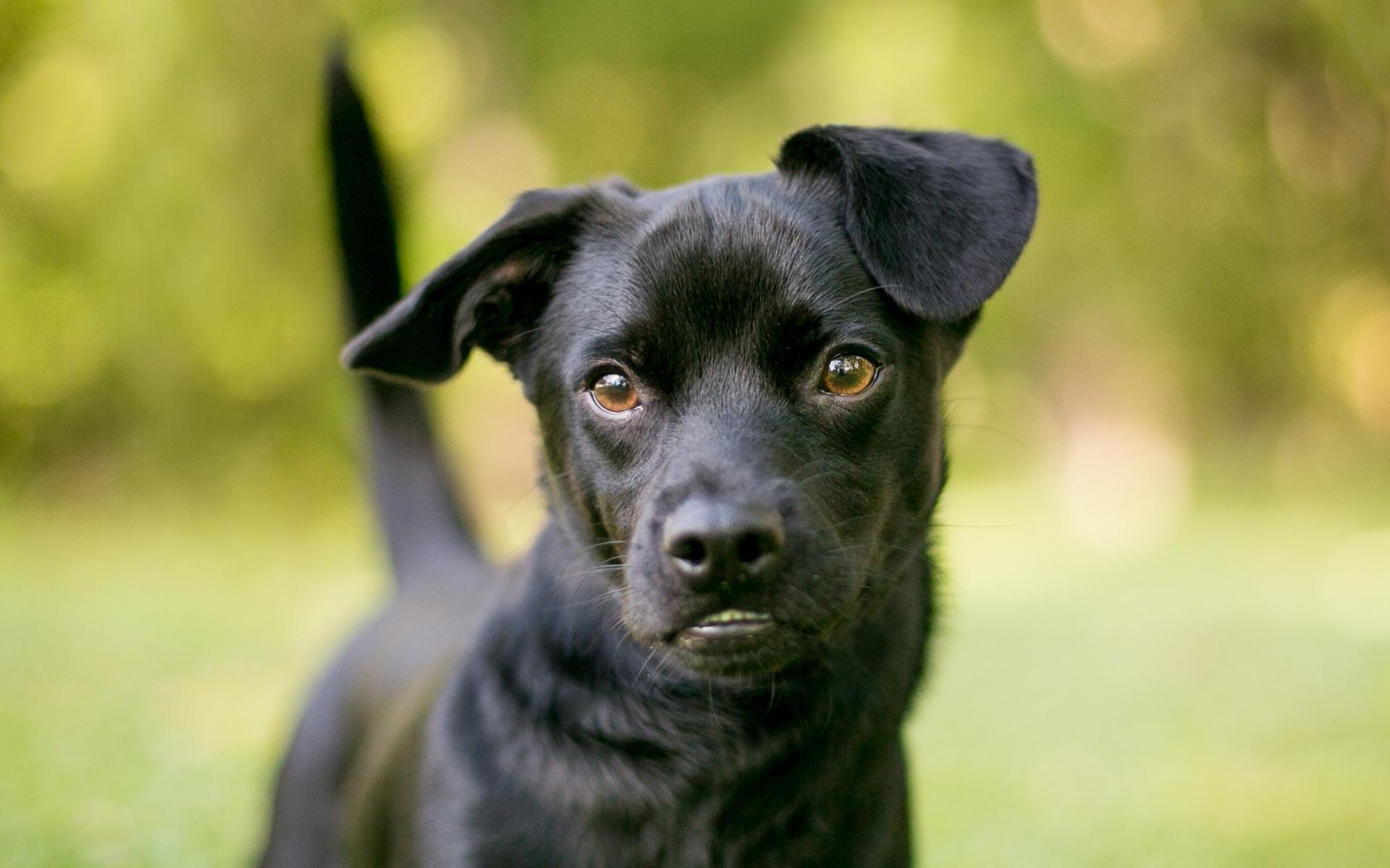 A young Chihuahua x Miniature Dachshund mixed breed puppy, also known as a Chiweenie, standing outdoors